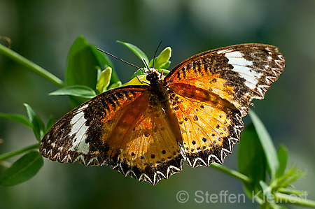 221 Leoparden-Netzfluegler - Cethosia cyane